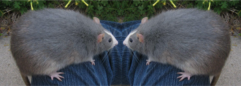 A big rat sitting on a man's leg, mirrored so both of the rats face each other.